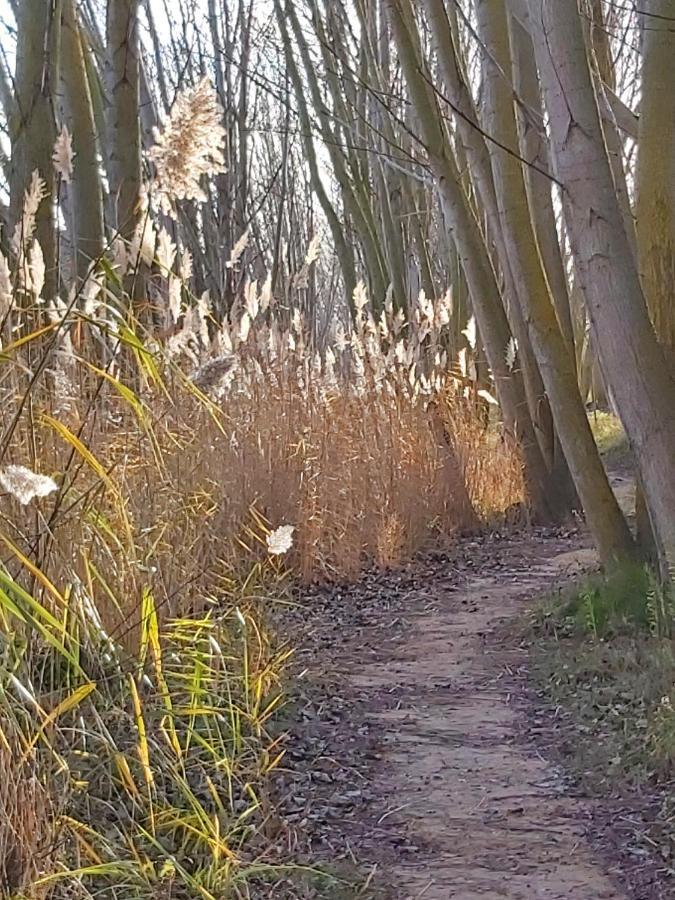 Bonita Cabana De Los Arboles En La Rioja , Durmiendo Entre Arboles Anguciana Εξωτερικό φωτογραφία
