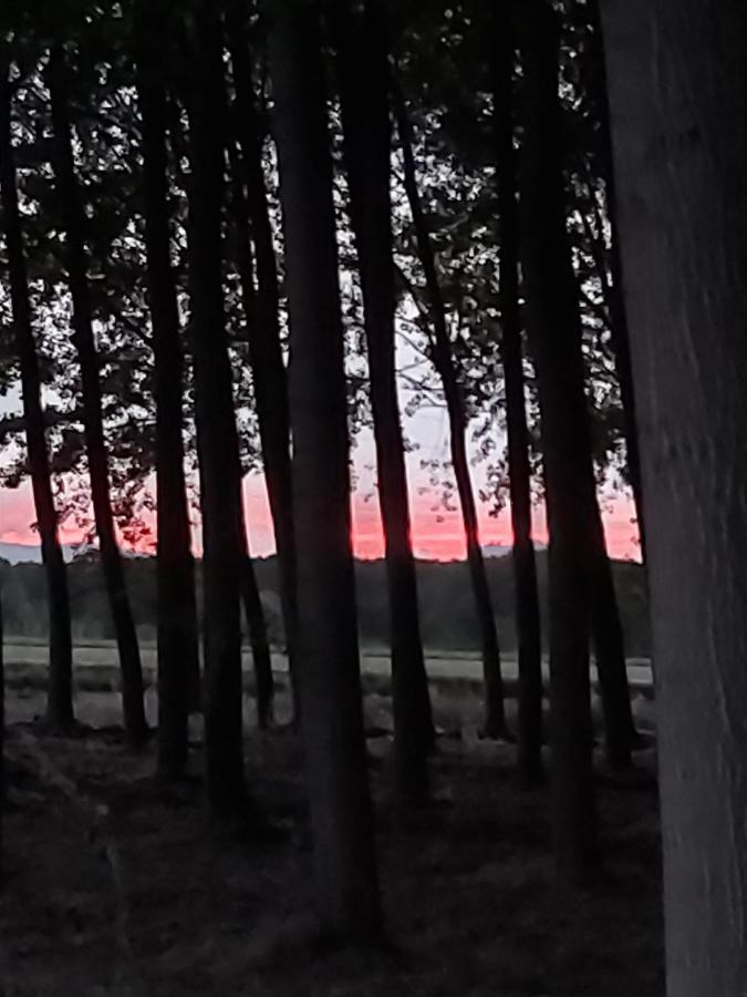 Bonita Cabana De Los Arboles En La Rioja , Durmiendo Entre Arboles Anguciana Εξωτερικό φωτογραφία